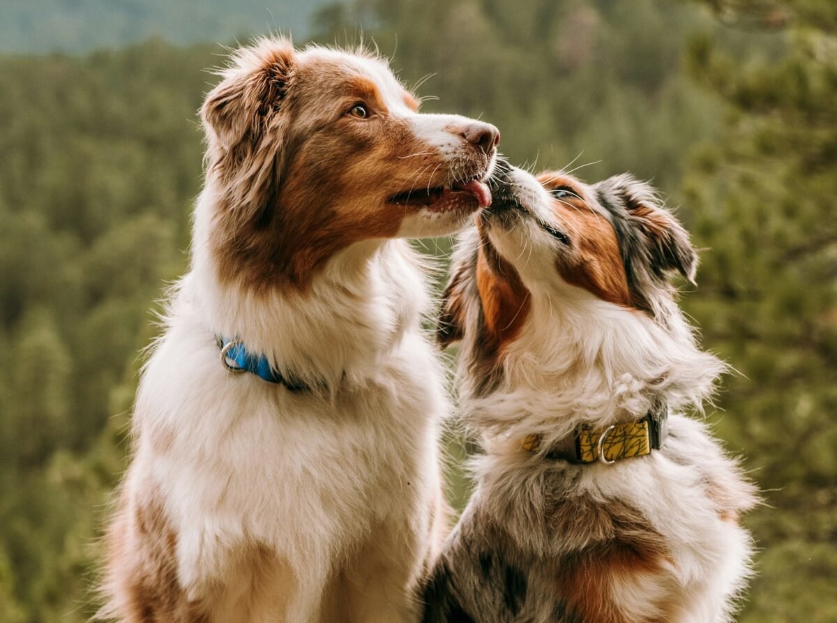 Two Australian Shepherds licking each other's mouths.