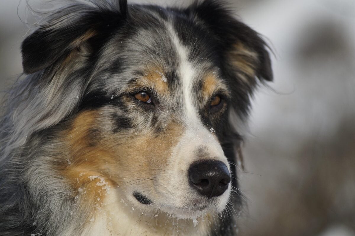 australian shepherd, animal, dog, pet, domestic animal, animal portrait, blue merle
