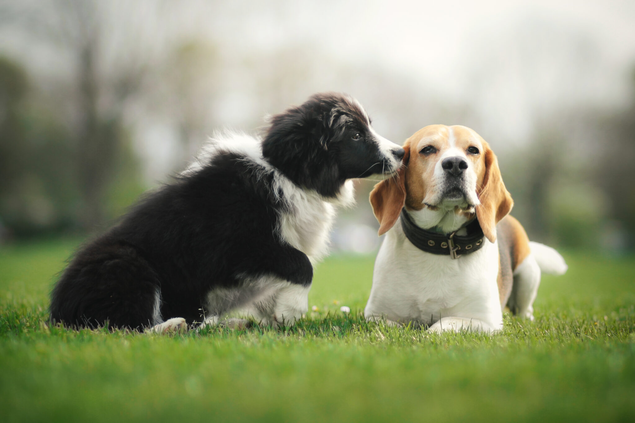 Photo inspiration: Visual Reference: How Do Dogs Communicate With Each Other The Hidden Language