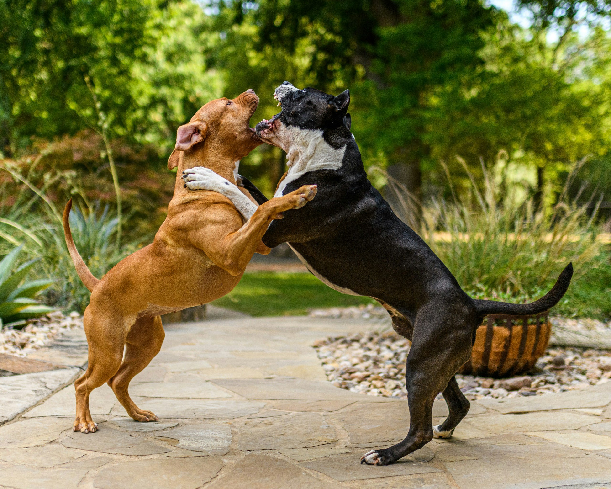 Two dogs playing holding each other with arms and shoulders.
