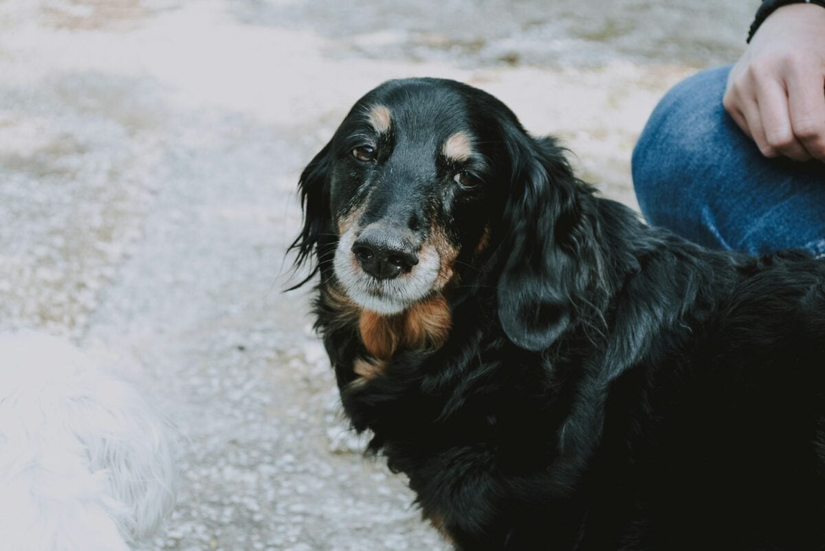 Old black-coated dog sitting and looking at camera.