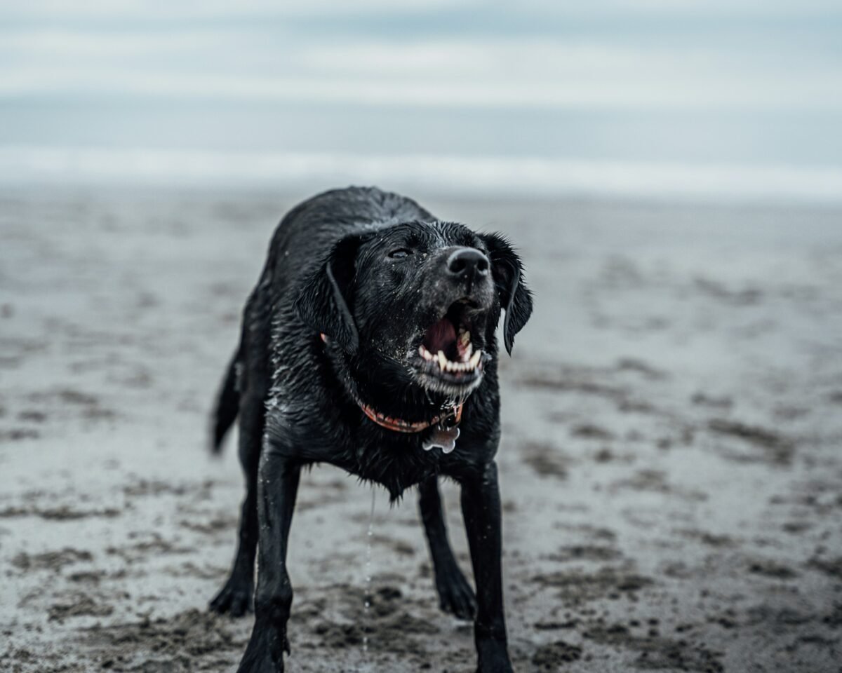 Black Labrador Retriever barking with teeth while standing on beach shore.