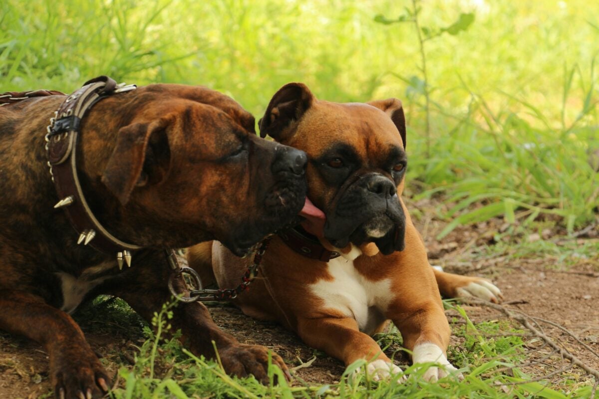 A Bully breed licking a Boxer's mouth sitting in grass.