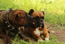 A Bully breed licking a Boxer's mouth sitting in grass.