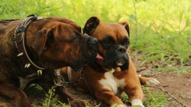 A Bully breed licking a Boxer's mouth sitting in grass.