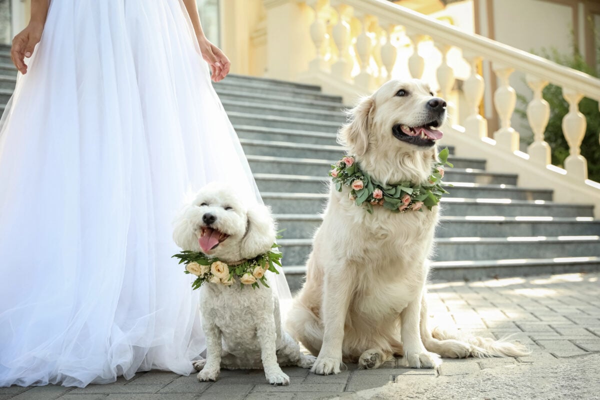 Bride and adorable dogs wearing wreathes made of beautiful flowers outdoors, closeup.