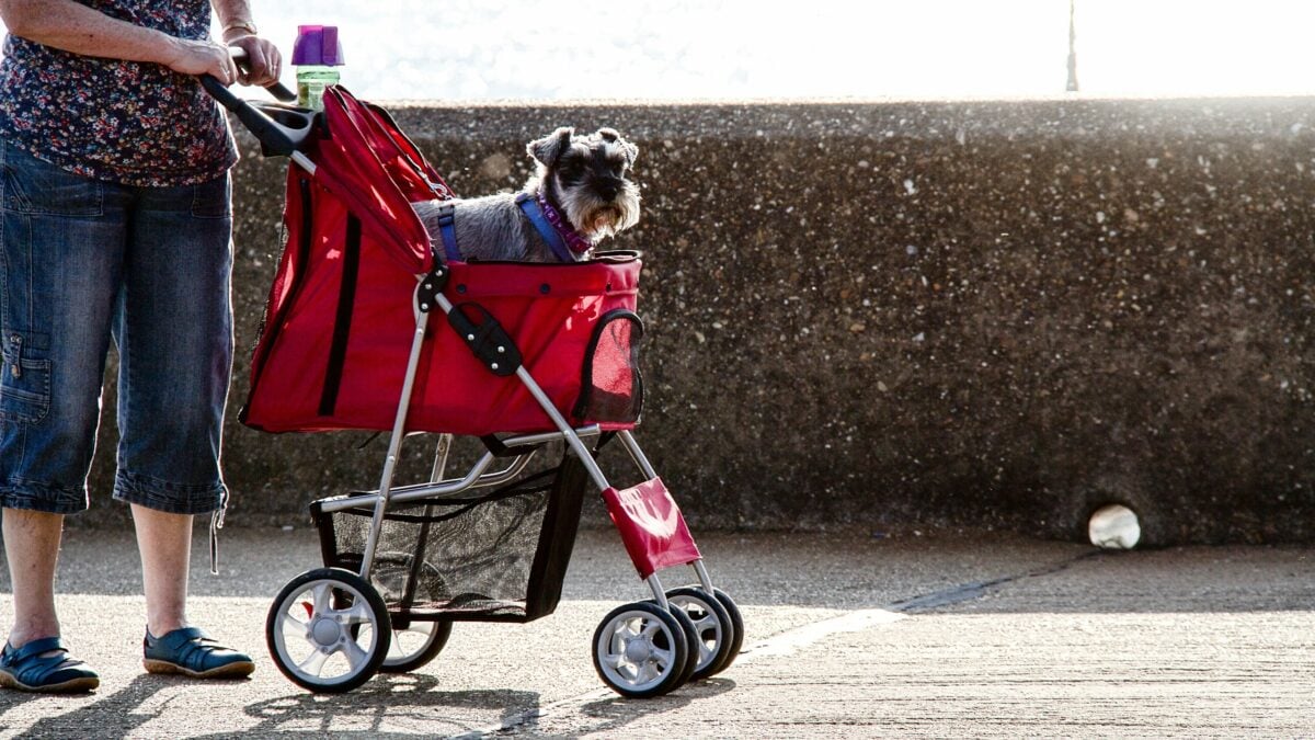 Schnauzer dog in dog stroller.