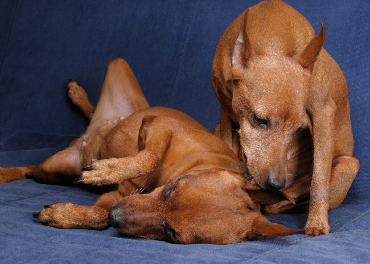 A brown dog licks the ear of another dog who's lying down.