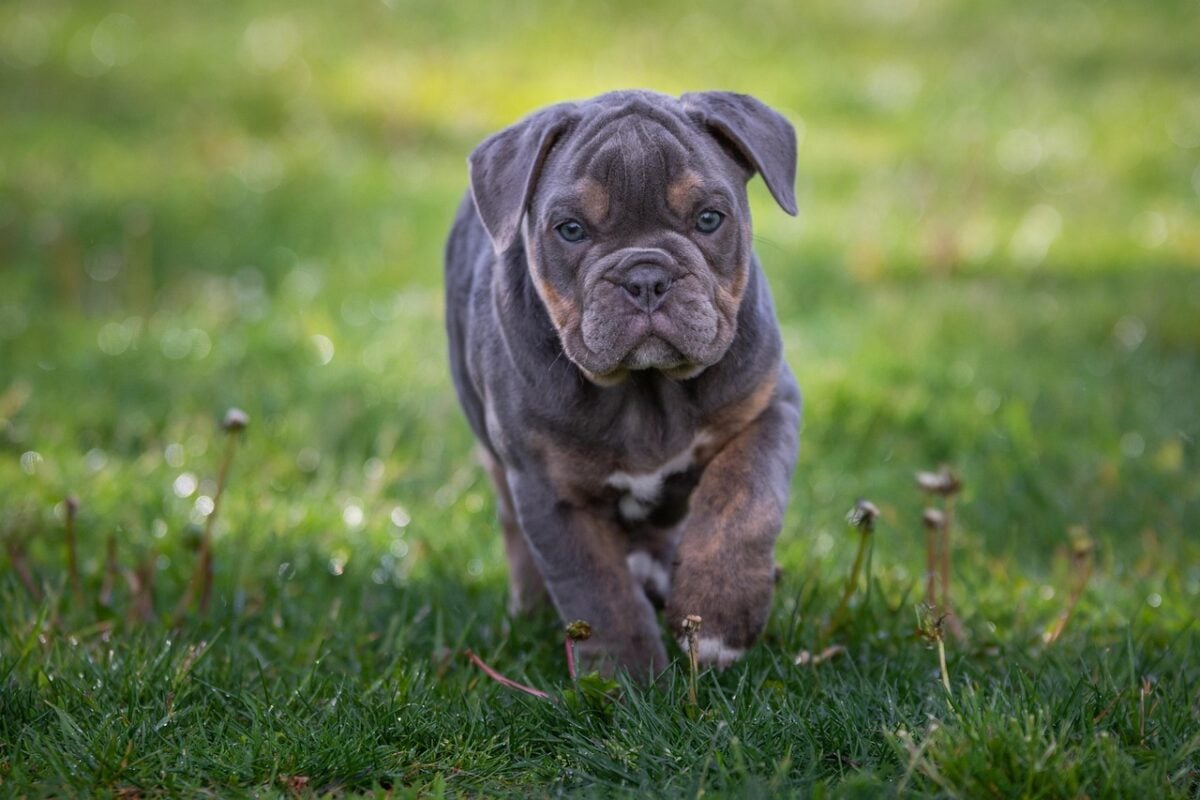 Grey and brown English bulldog puppy.