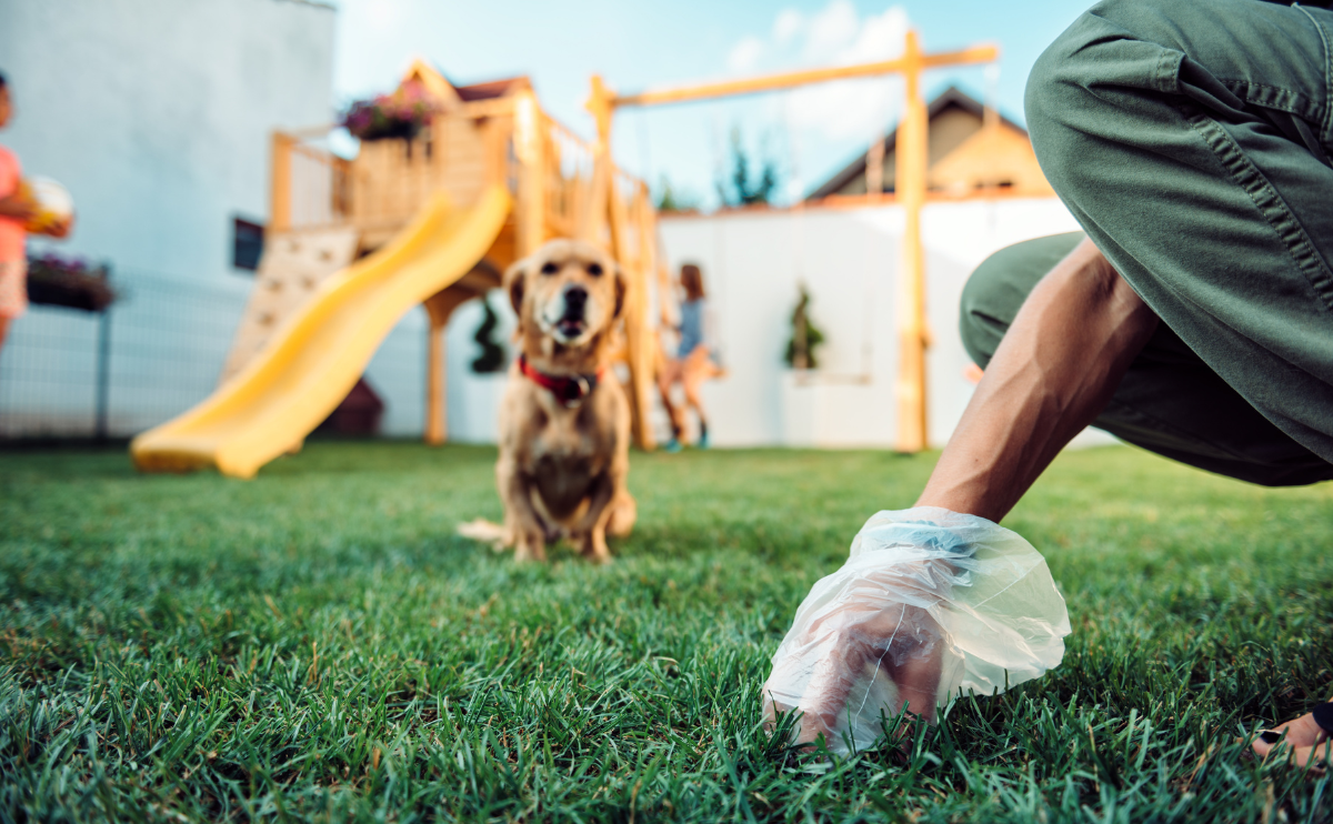 Person leaning down to pick up poop in the backyard with dog watching.