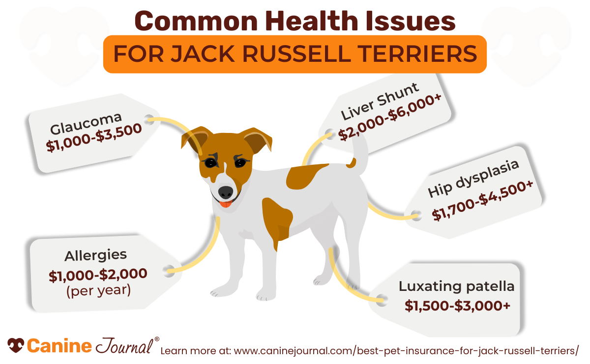 Infographic showing common health issues in Jack Russell Terriers with cost ranges: Glaucoma ($1,000–$3,500), Liver shunt ($2,000–$6,000+), Hip dysplasia ($1,700–$4,500+), Patellar Luxation ($1,500–$3,000+), and Allergies ($1,000–$2,000 per year).