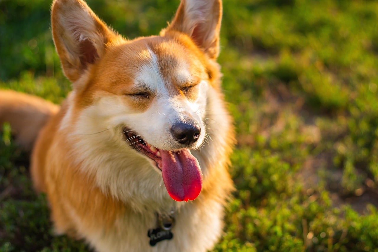 Best Emotional Support Dogs: corgi