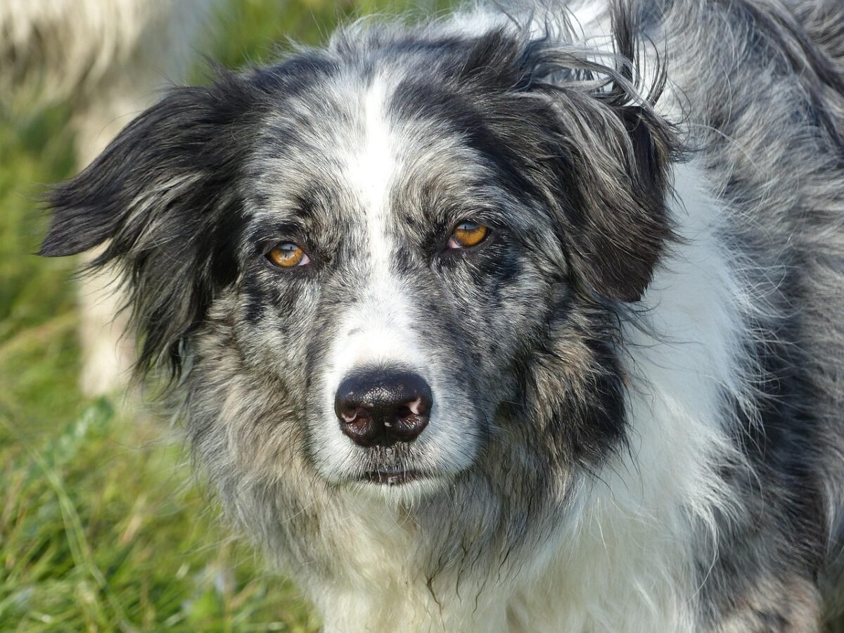 Border collie, collie, pet, blue merle, male, remote access, nature, animal.