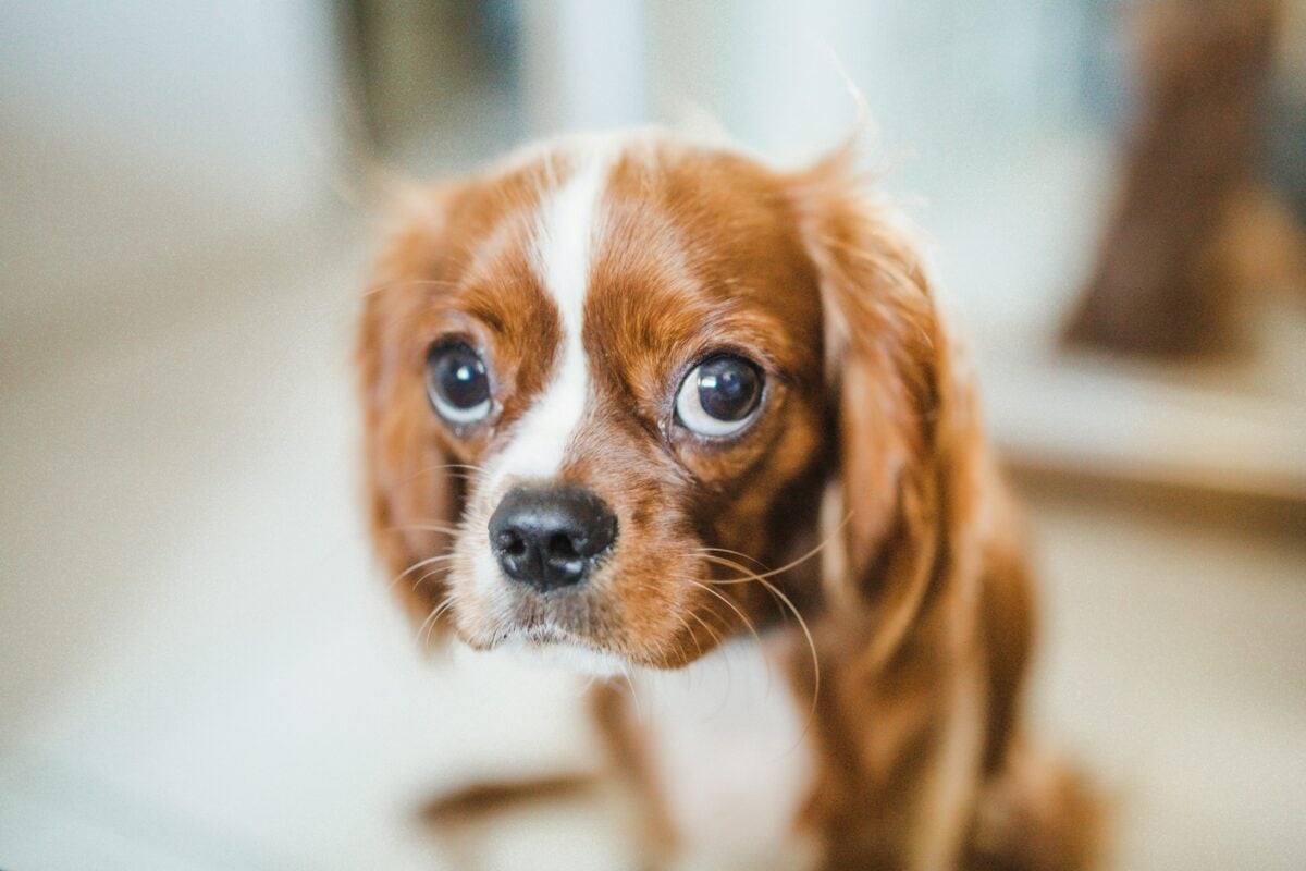 Cavalier King Charles Spaniel dog with whale eyes looking nervous at camera.
