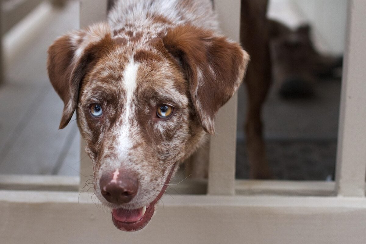 dog, chimera, blue, brown, eye, anomaly, animal, mutations, genes, red merle, pet, iris.