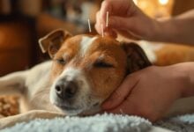 Dog enjoying acupuncture therapy with calm expression.