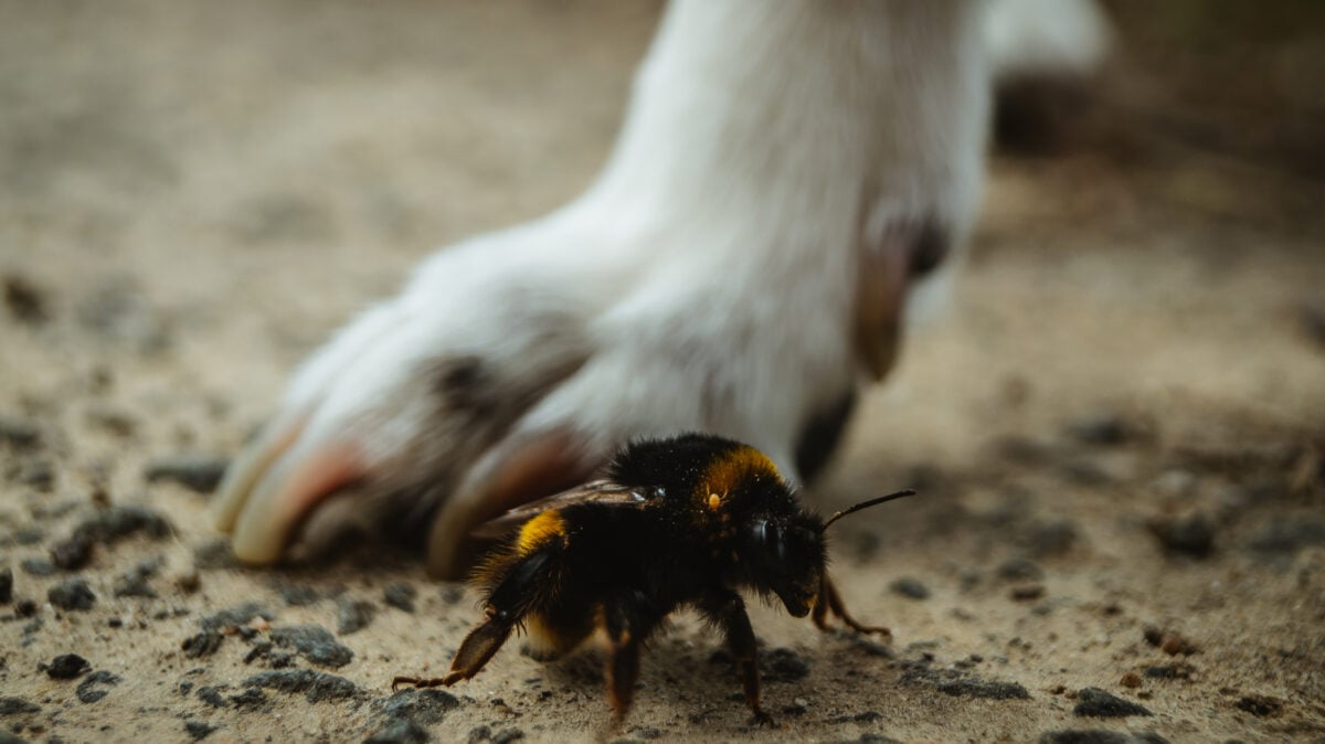 Close up of a white dog paw standing right next to a bee.