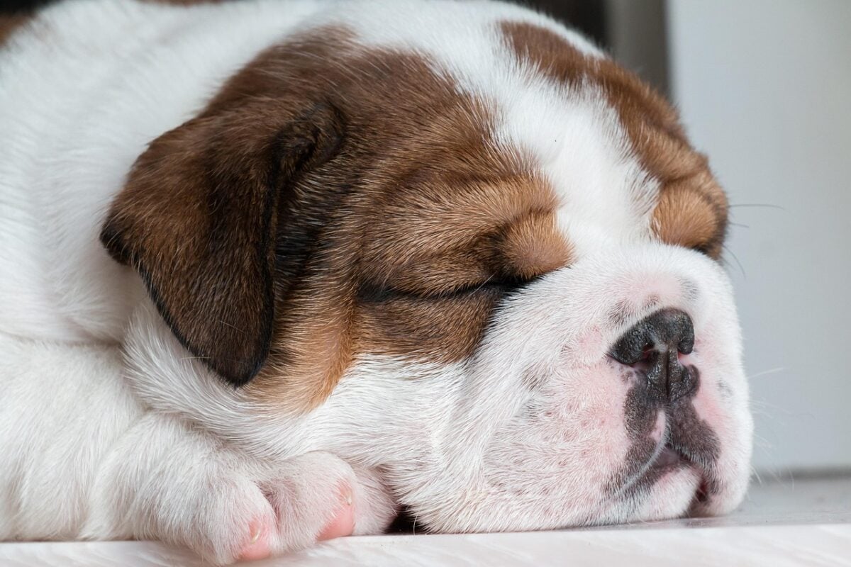  English bulldog asleep. 