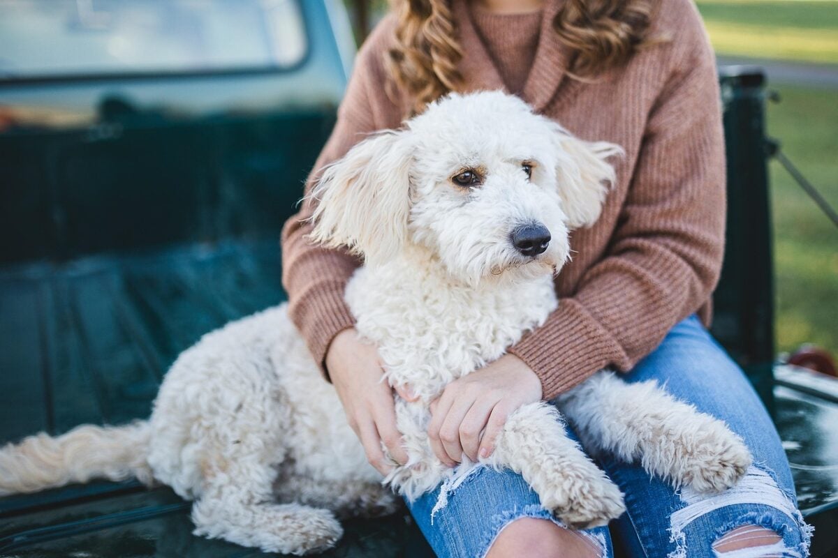 A curly-haired white dog sitting with a woman on a truck bed.