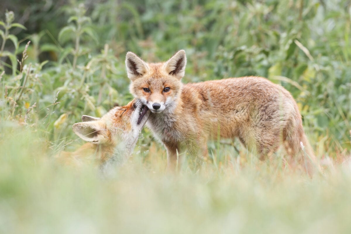 Red fox with cub licking its mouth in a meadow.