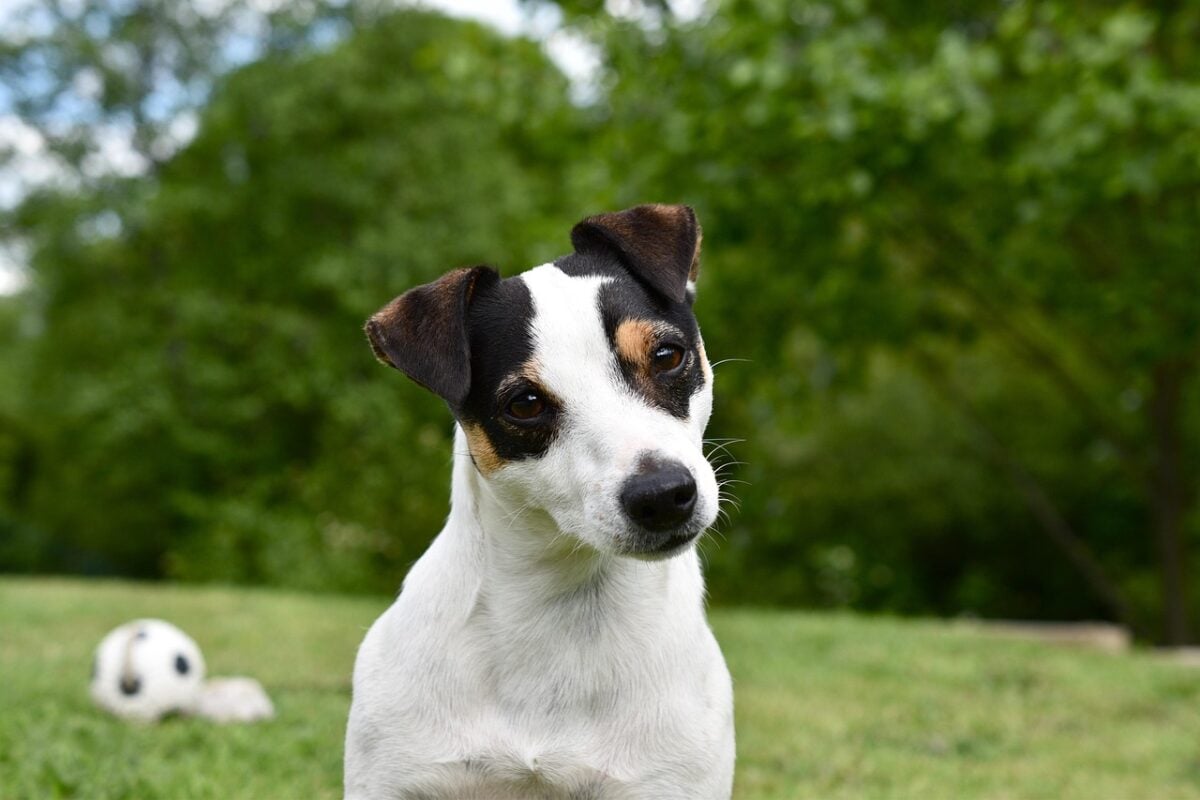 A Jack Russell Terrier looking at the camera with a head tilt.