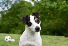 A Jack Russell Terrier looking at the camera with a head tilt.
