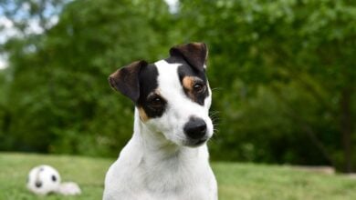 A Jack Russell Terrier looking at the camera with a head tilt.