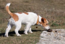 Jack Russell dog sniffing dog poop on a sidewalk.