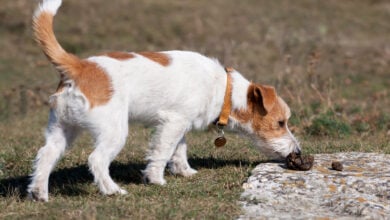 Jack Russell dog sniffing dog poop on a sidewalk.