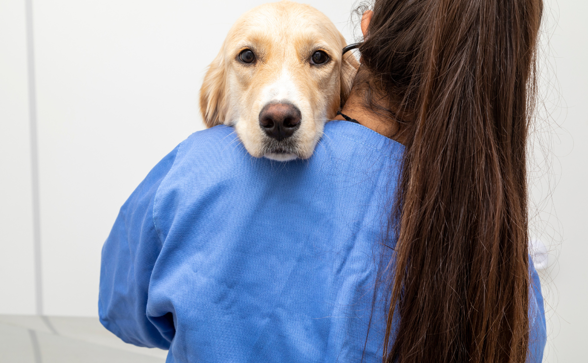 A Labrador Retriever being held by a vet tech looking over her shoulder to the camera.