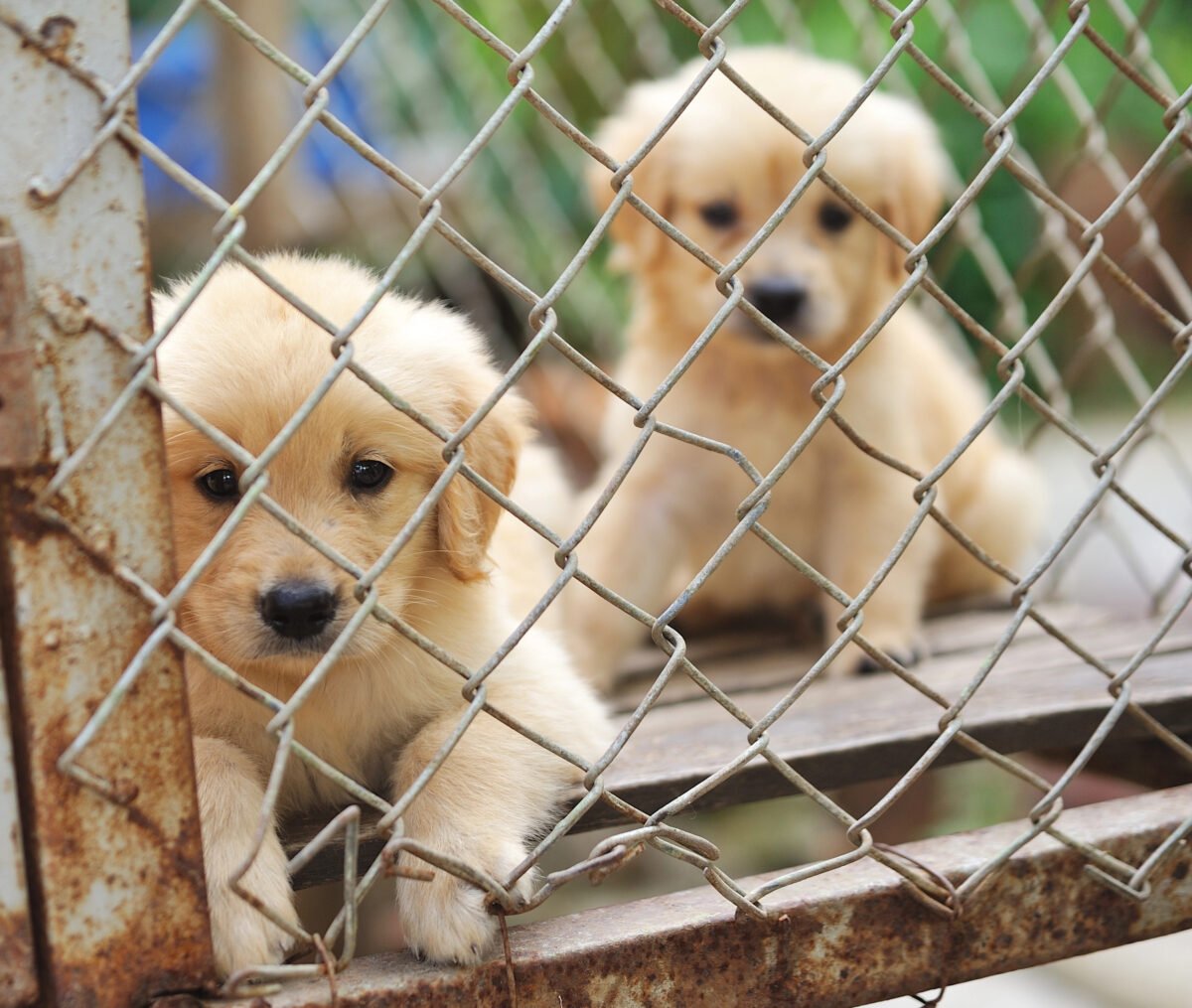 Too puppies in small, rusted metal cage. 
