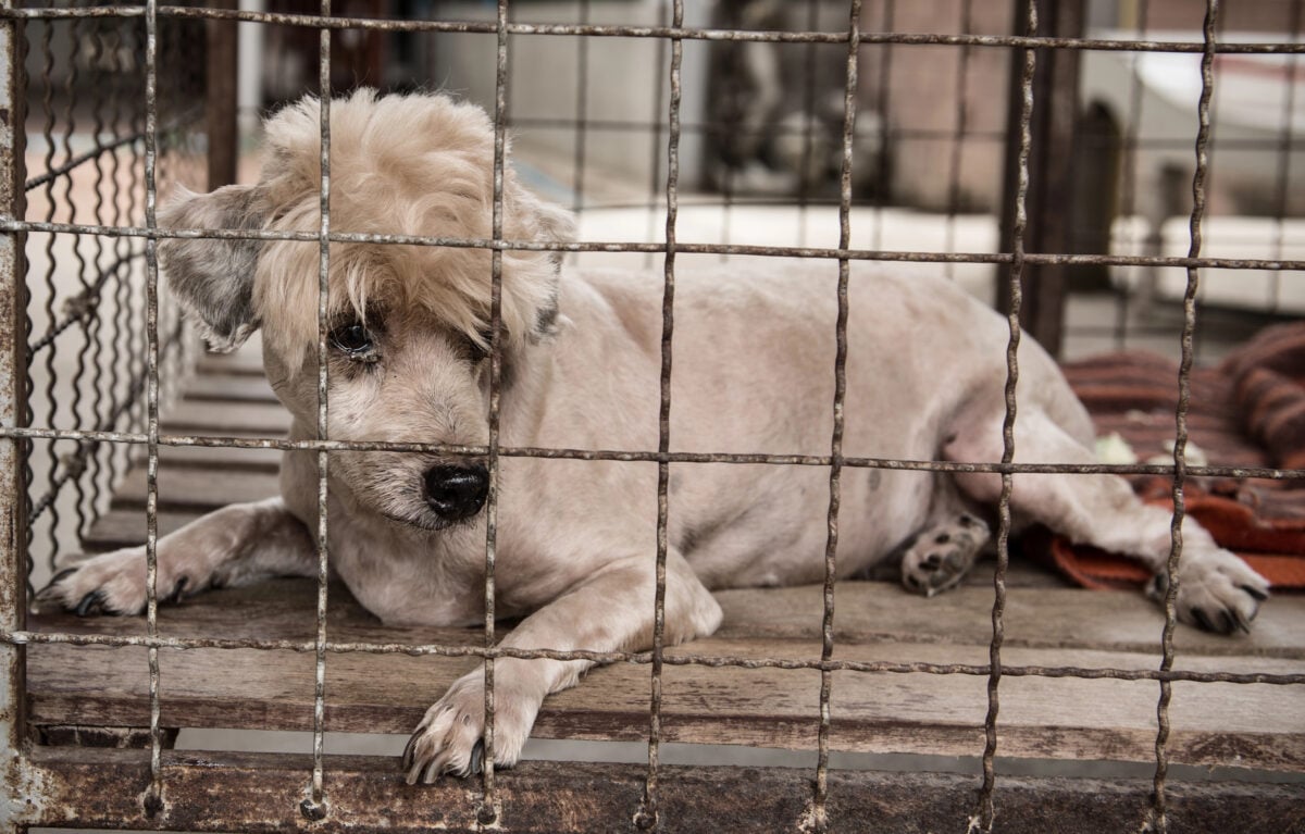 Lonely old dog in cage of puppy mill.