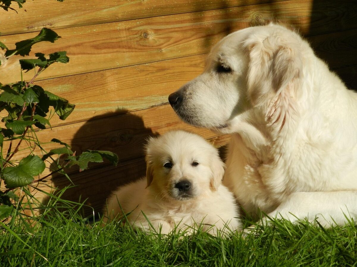 Mom Golden Retriever with puppies.