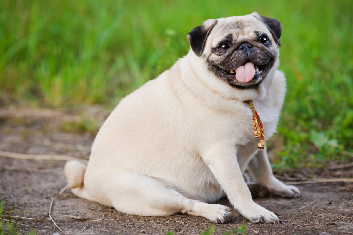 Little fat pug sitting on the ground.