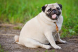 10 Common Pug Health Problems Every Owner Should Know - Canine Journal
