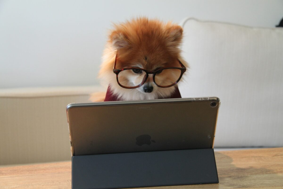 Pomeranian working on an iPad.