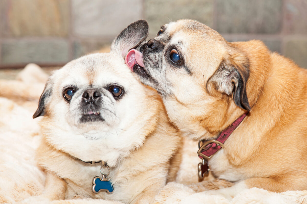 Pug crossbreed dog grooming another dog's ear.