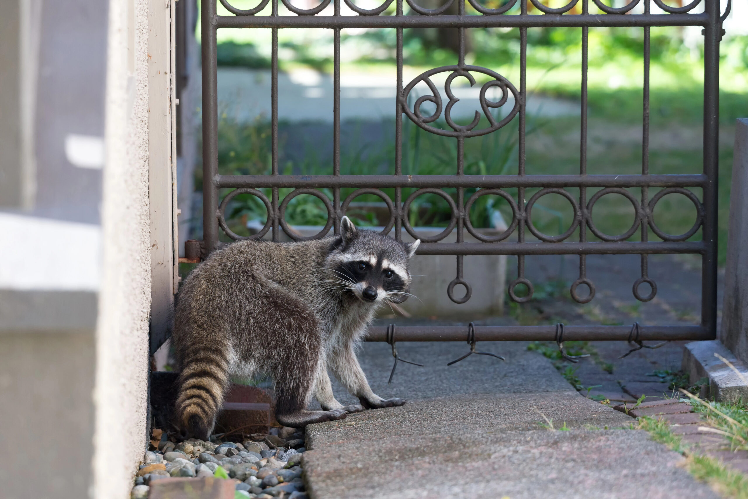 Raccoon in backyard at Vancouver Canada.