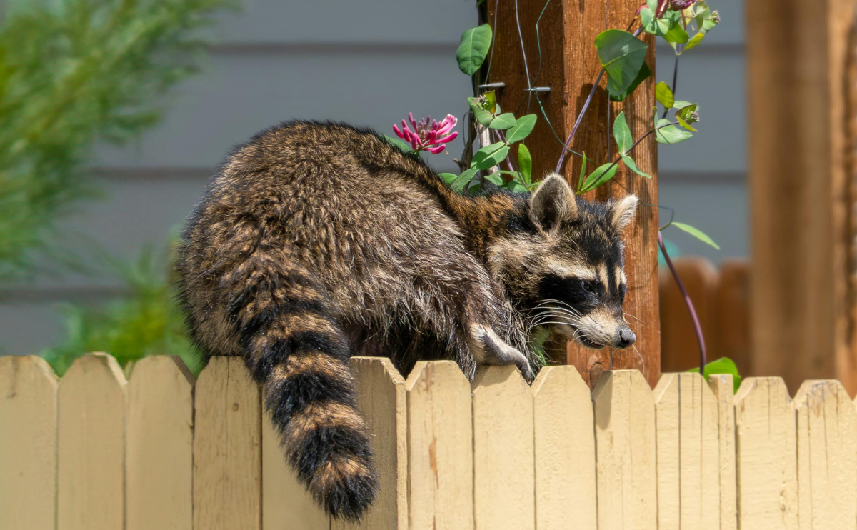 A racoon sitting on a yard fence.