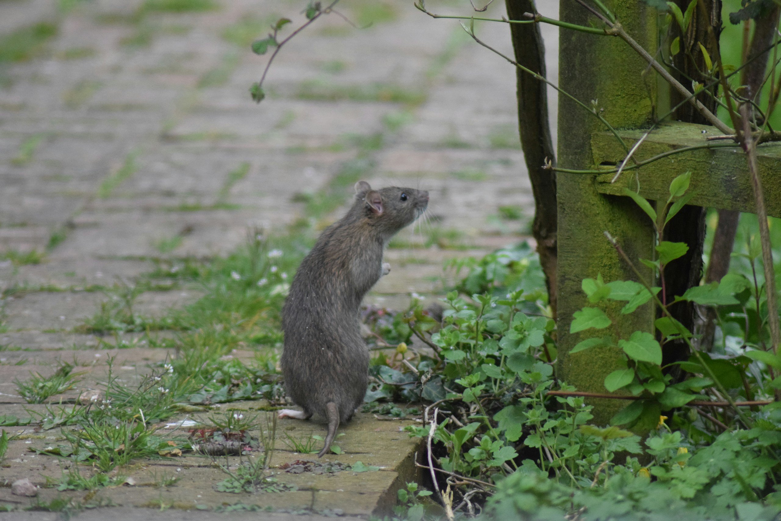 A rat sitting on a city sidewalk.