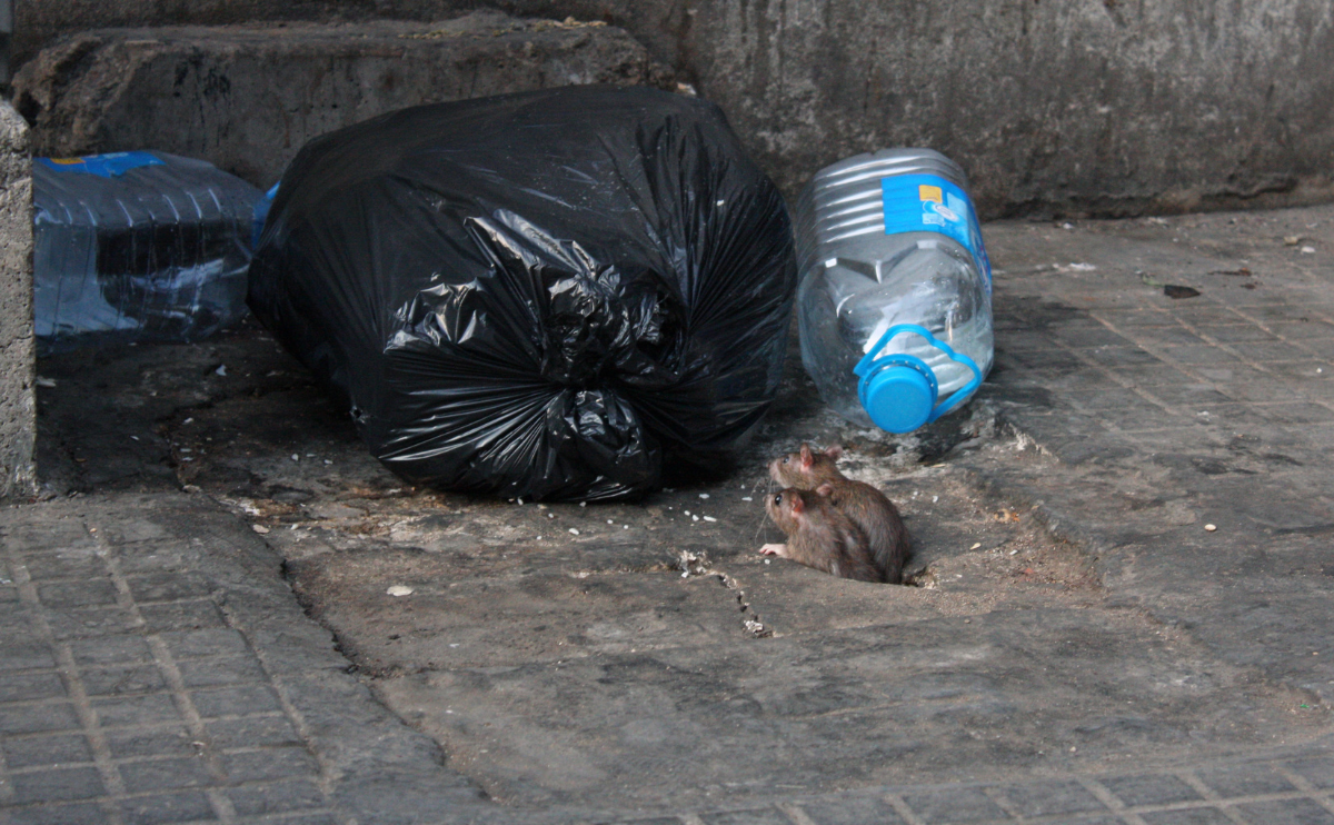 Two rats on city street looking at garbage bag.