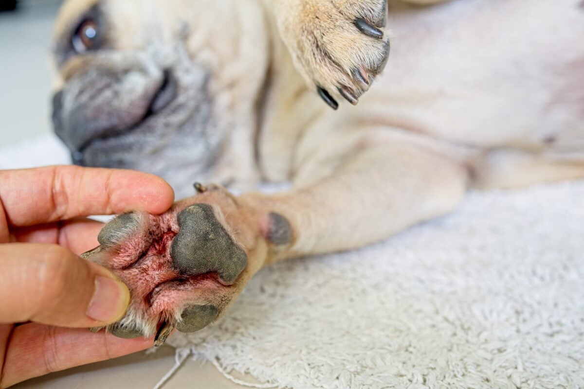 Close up of a man looking at red and itchy dog paw at home.