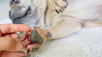 Close up of a man looking at red and itchy dog paw at home.