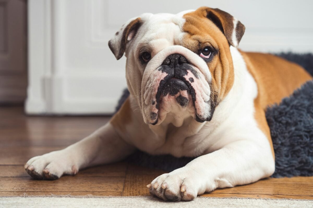 English bulldog, lying down on the floor indoors with a calm and attentive expression.