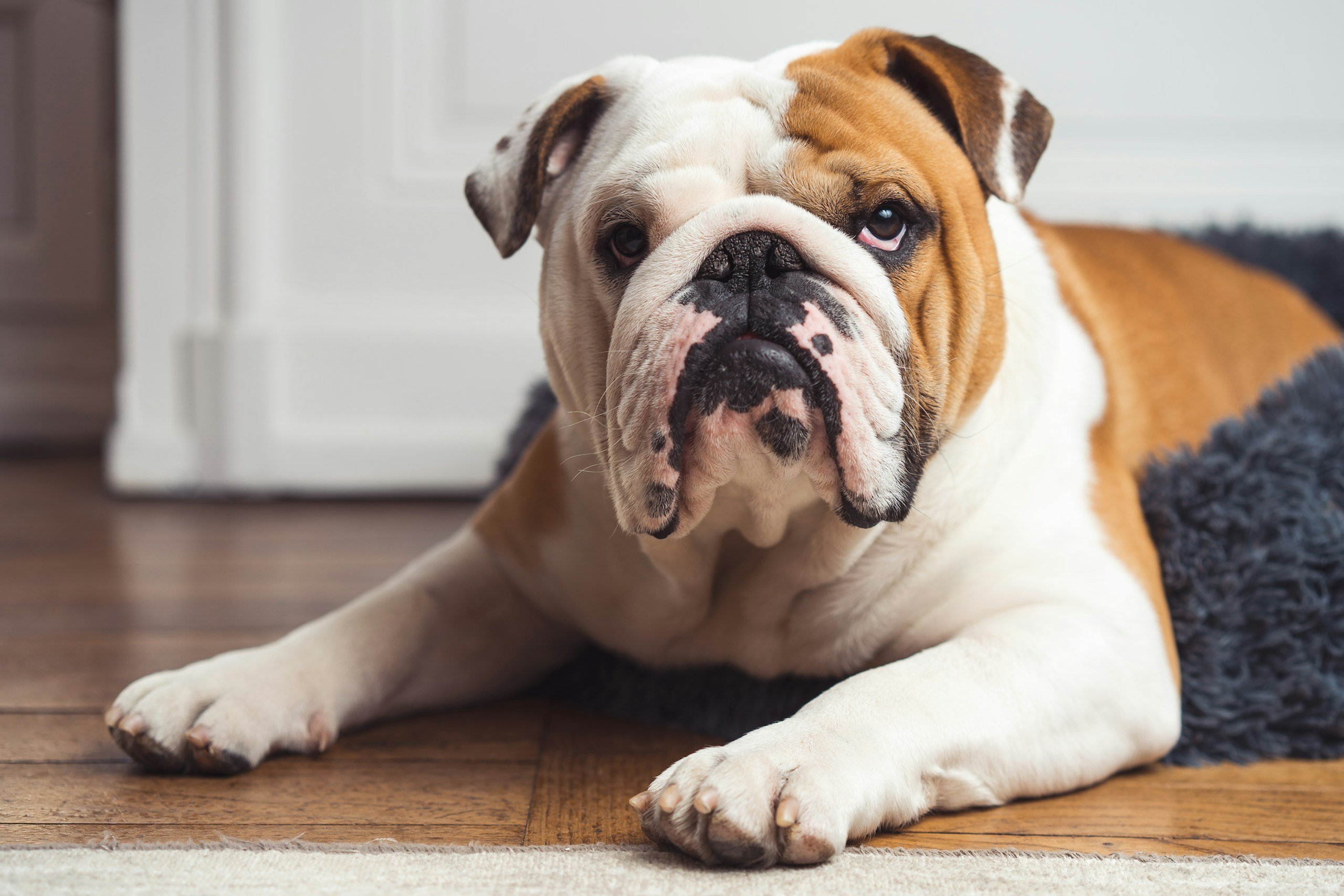 English bulldog lying down on the floor indoors with a calm and attentive expression.
