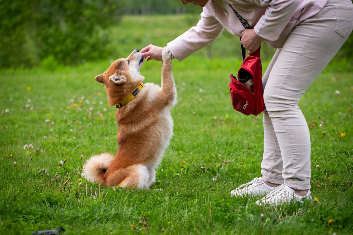 Shiba Inu in the park, learning how to sit pretty.