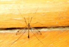 A mosquito sitting on yellow wall indoor. Extreme close-up.