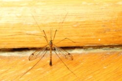 A mosquito sitting on yellow wall indoor. Extreme close-up.