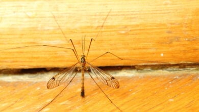A mosquito sitting on yellow wall indoor. Extreme close-up.