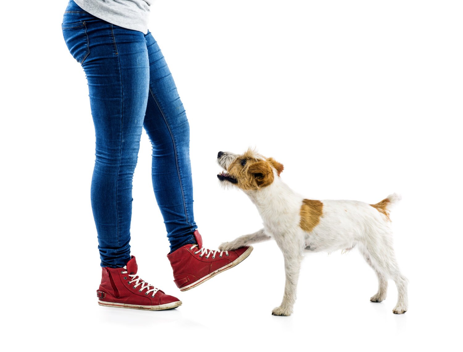Feet and Jack Russell Terrier isolated on white background in .